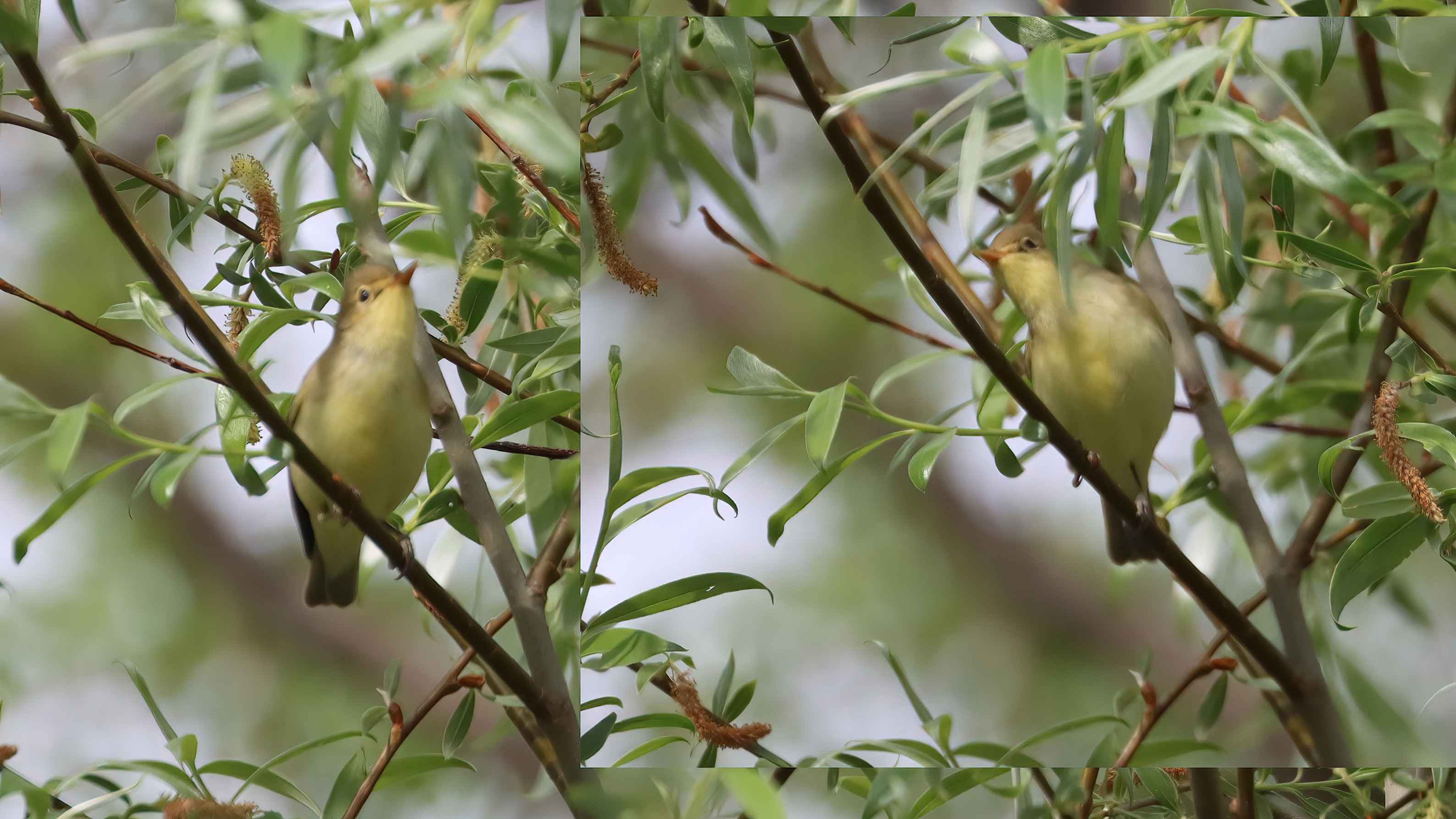 Icterine Warbler